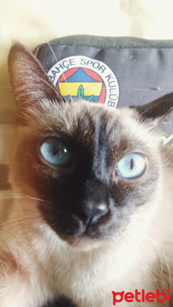 Siyam Kedisi, Kedi  Lily fotoğrafı