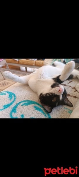 Tekir Kedi, Kedi  Şans fotoğrafı