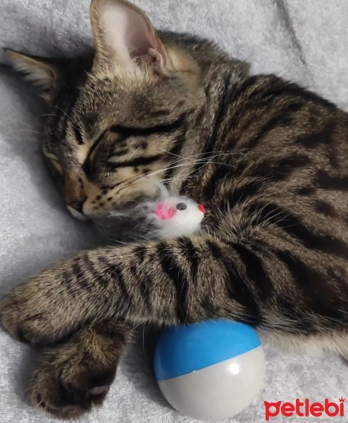 Tekir Kedi, Kedi  Cihangir fotoğrafı