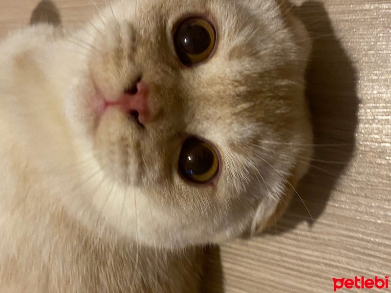 Scottish Fold, Kedi  doli fotoğrafı