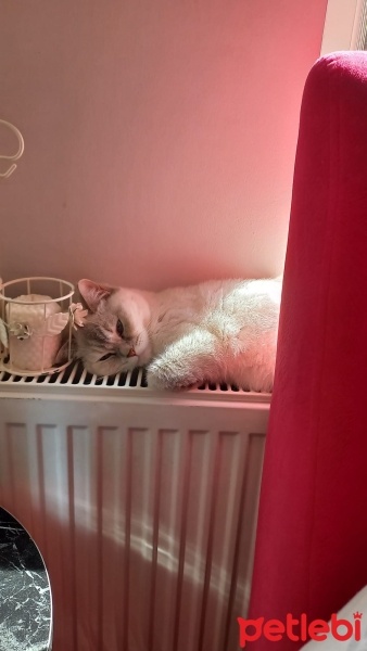 Brazilian Shorthair, Kedi  Asya fotoğrafı