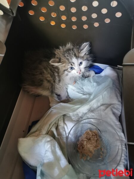 Norwegian Forest, Kedi  Oğluş fotoğrafı