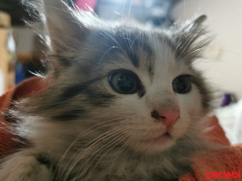 Norwegian Forest, Kedi  Oğluş fotoğrafı