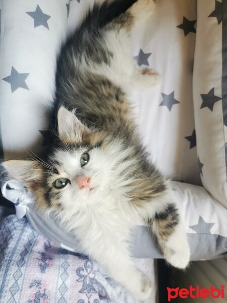 Norwegian Forest, Kedi  Oğluş fotoğrafı