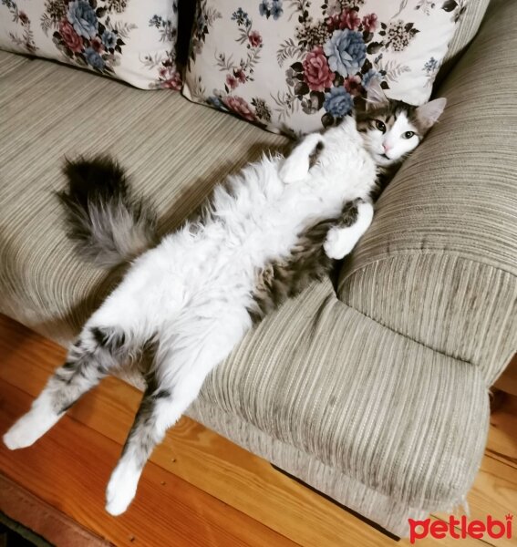 Norwegian Forest, Kedi  Oğluş fotoğrafı