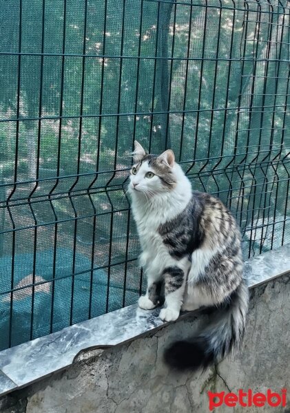 Norwegian Forest, Kedi  Oğluş fotoğrafı