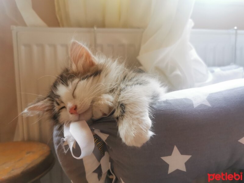 Norwegian Forest, Kedi  Oğluş fotoğrafı