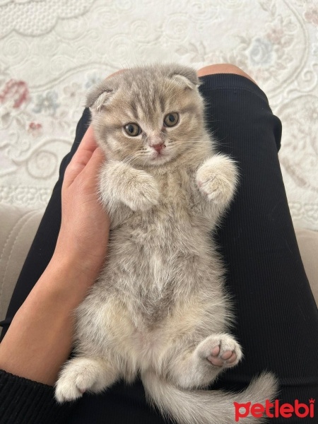 Scottish Fold, Kedi  —— fotoğrafı