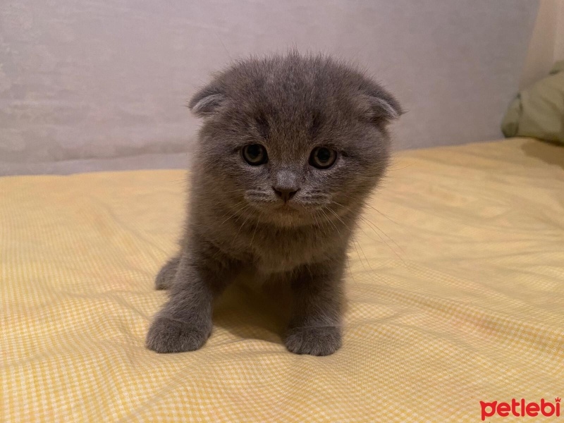 Scottish Fold, Kedi  —— fotoğrafı