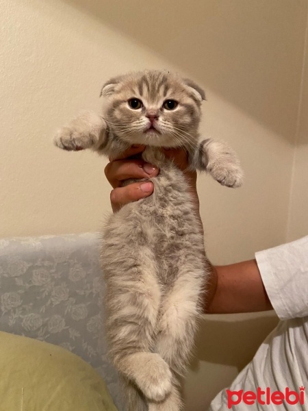 Scottish Fold, Kedi  —— fotoğrafı