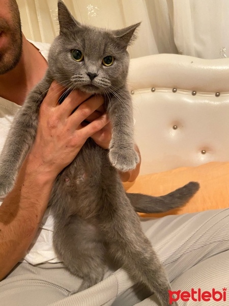 Scottish Fold, Kedi  —— fotoğrafı