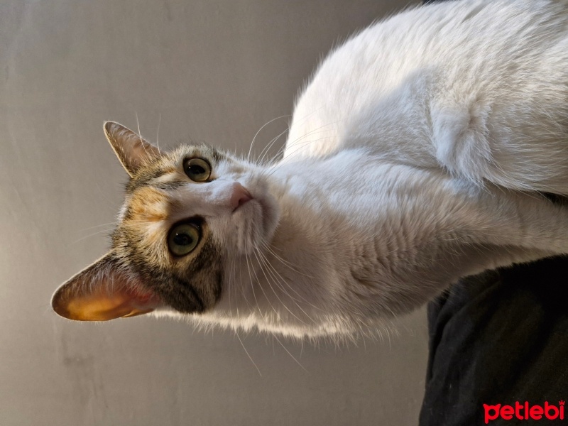 Tekir Kedi, Kedi  Pia fotoğrafı