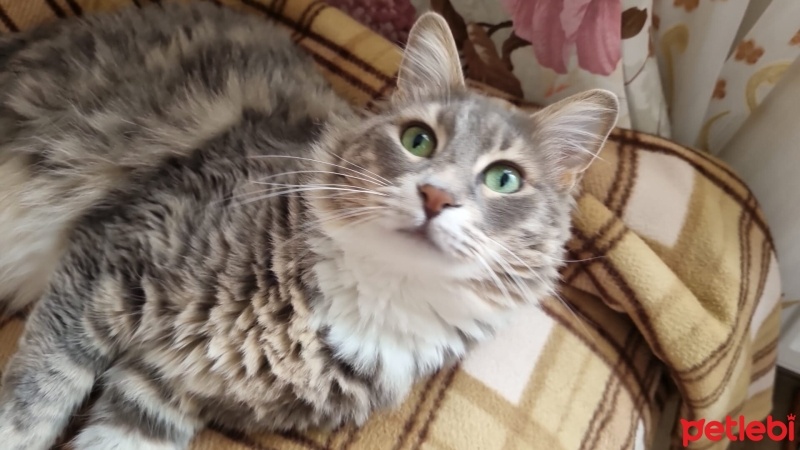 Norwegian Forest, Kedi  Suzi fotoğrafı