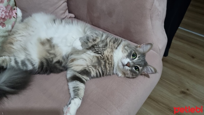 Norwegian Forest, Kedi  Suzi fotoğrafı