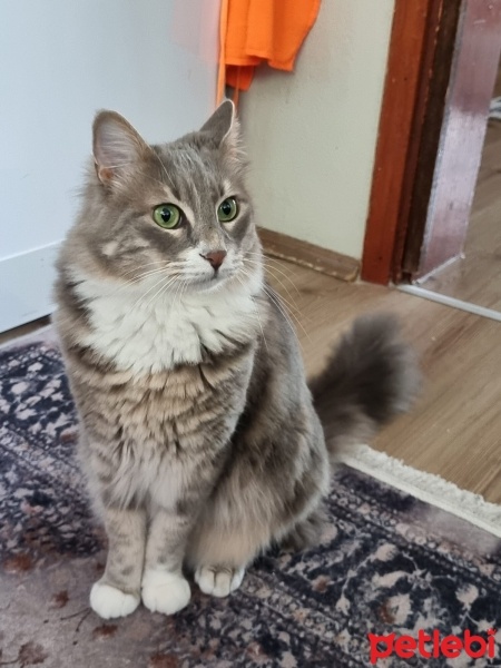 Norwegian Forest, Kedi  Suzi fotoğrafı