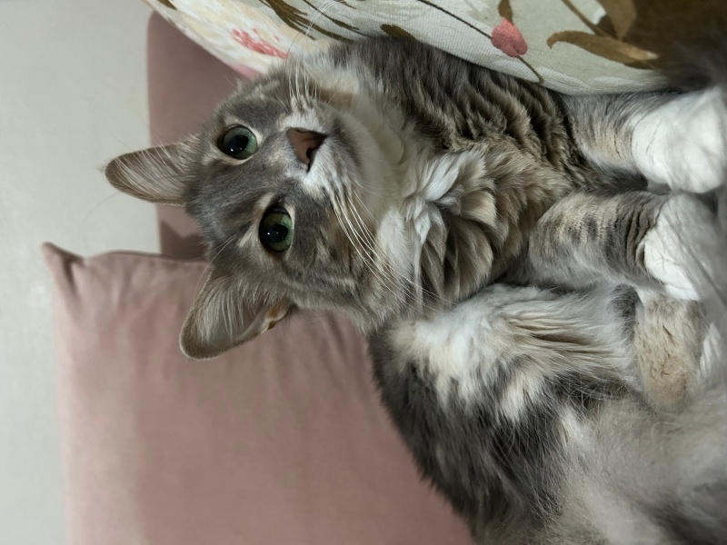 Norwegian Forest, Kedi  Suzi fotoğrafı