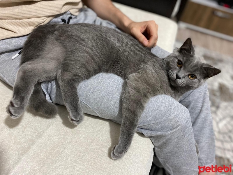 British Shorthair, Kedi  Reçel fotoğrafı