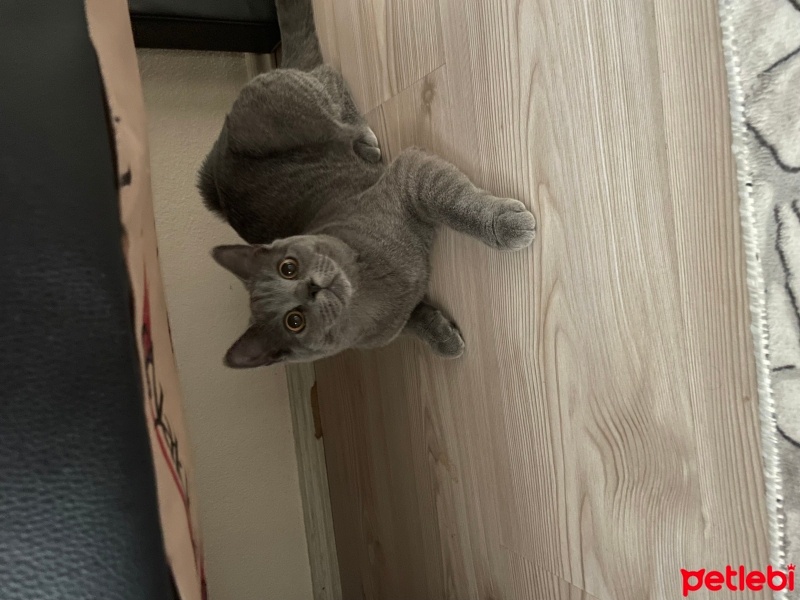 British Shorthair, Kedi  Reçel fotoğrafı