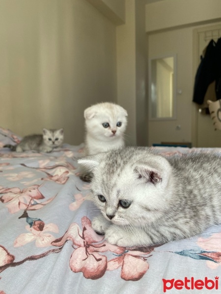 Scottish Fold, Kedi  İzmirliler fotoğrafı