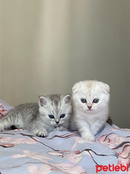 Scottish Fold, Kedi  İzmirliler fotoğrafı