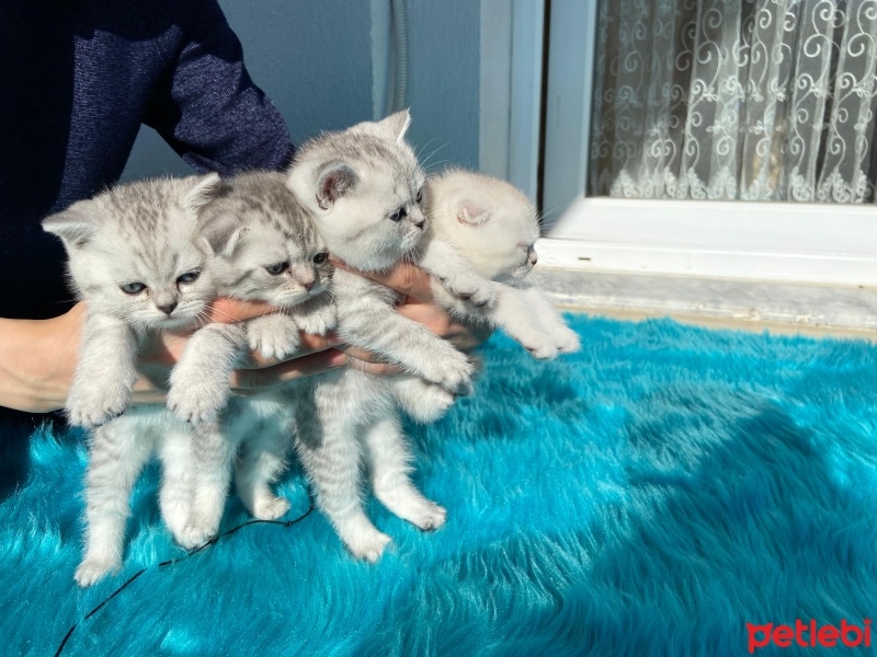 Scottish Fold, Kedi  İzmirliler fotoğrafı