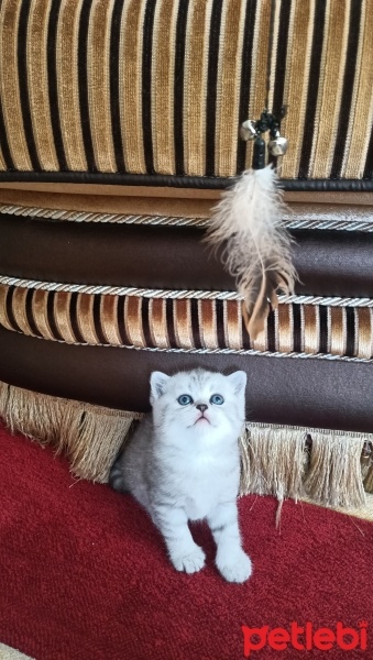 Scottish Fold, Kedi  İzmirliler fotoğrafı