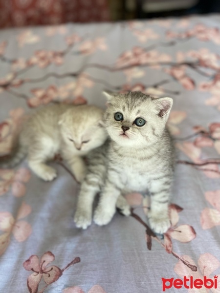 Scottish Fold, Kedi  İzmirliler fotoğrafı
