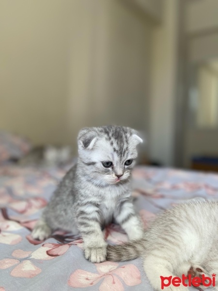 Scottish Fold, Kedi  İzmirliler fotoğrafı