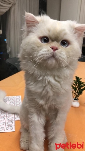 İran Kedisi (Persian), Kedi  Yuki fotoğrafı