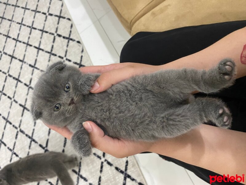 Scottish Fold, Kedi  Scottish Fold fotoğrafı