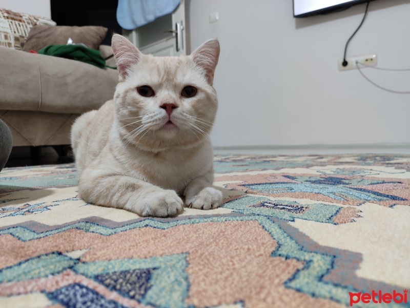 Tekir Kedi, Kedi  Tarçın fotoğrafı