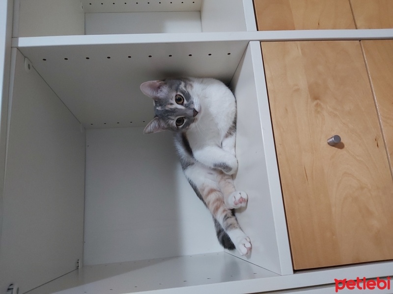 Tekir Kedi, Kedi  Lina fotoğrafı