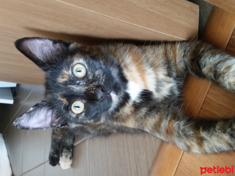 Tekir Kedi, Kedi  Turta fotoğrafı