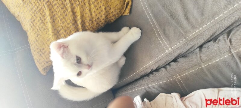 British Shorthair, Kedi  Hera fotoğrafı