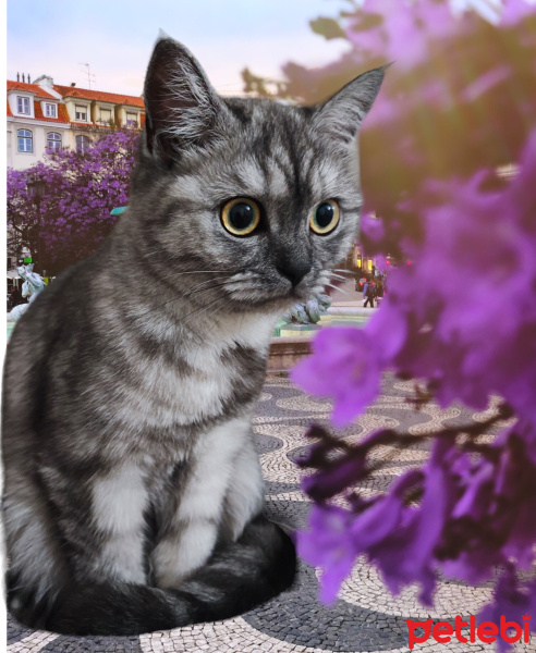 British Shorthair, Kedi  Mila fotoğrafı
