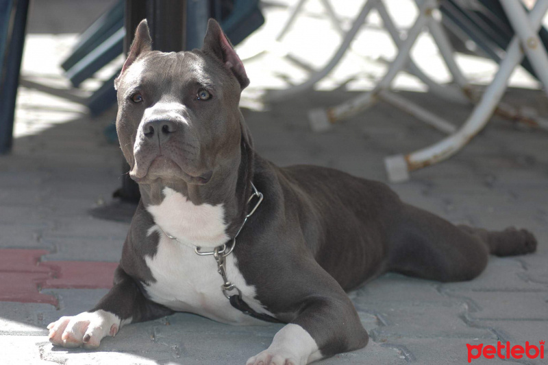 Amerikan Pitbull Terrier, Köpek  Oliwer fotoğrafı