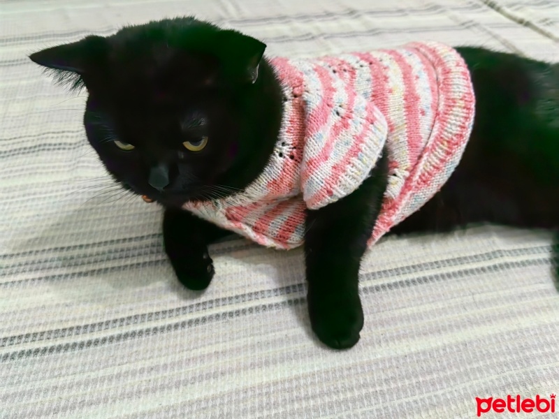 Scottish Fold, Kedi  Negro fotoğrafı