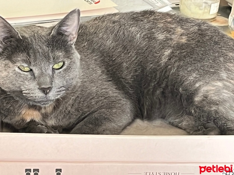 Tekir Kedi, Kedi  Uğur fotoğrafı