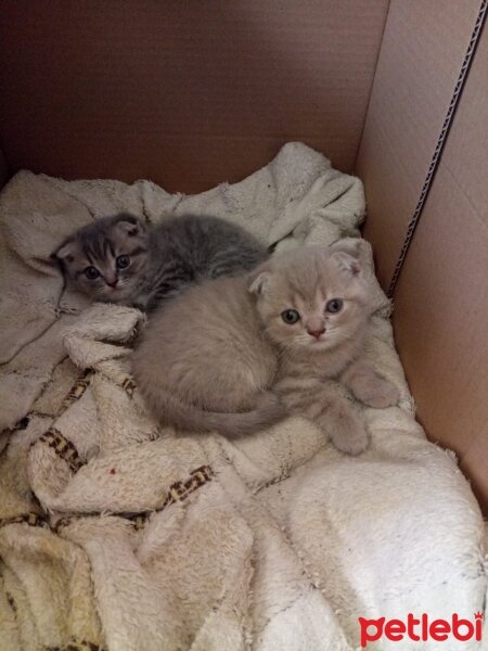 British Shorthair, Kedi  YAVRU BRİTİSHLER fotoğrafı