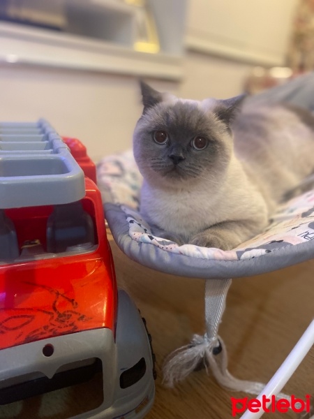 Siyam Kedisi, Kedi  Latte fotoğrafı