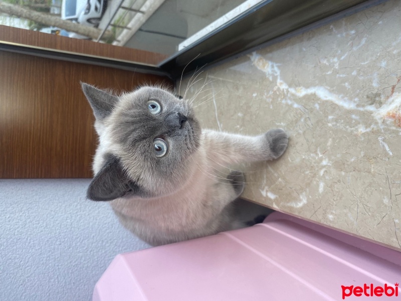 Siyam Kedisi, Kedi  Latte fotoğrafı
