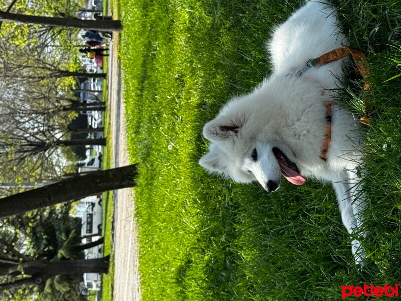 Samoyed, Köpek  Düşeş fotoğrafı