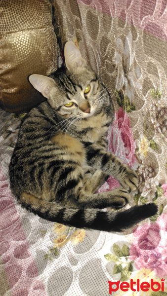 Tekir Kedi, Kedi  Tekir fotoğrafı