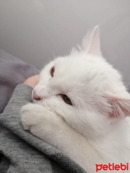 Ankara Kedisi, Kedi  Bal'ım fotoğrafı