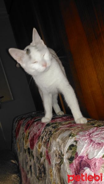Tekir Kedi, Kedi  Boncuk  fotoğrafı