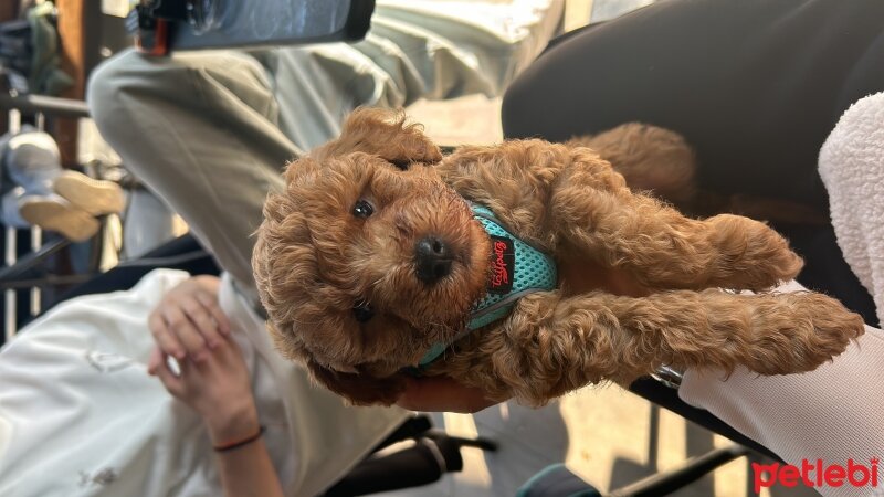 Poodle (Minyatür Kaniş), Köpek  Ares fotoğrafı