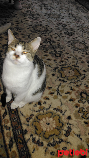 Tekir Kedi, Kedi  İkinci tekir fotoğrafı