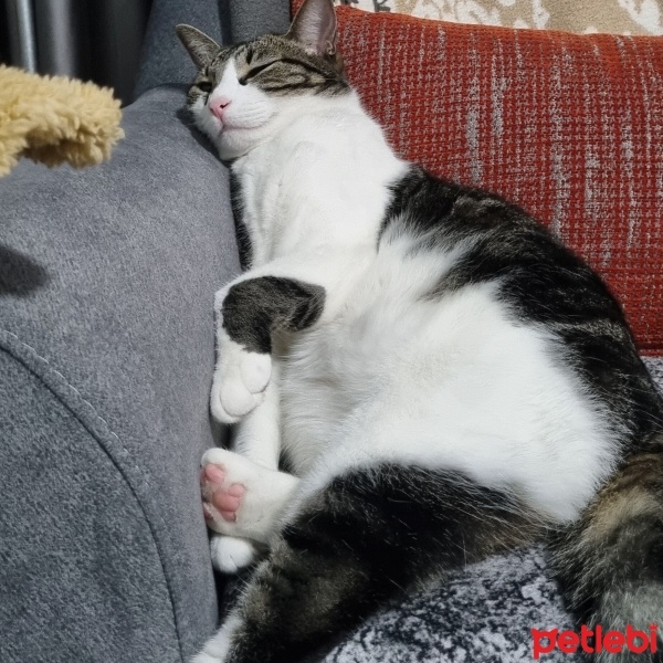 Tekir Kedi, Kedi  Luna fotoğrafı