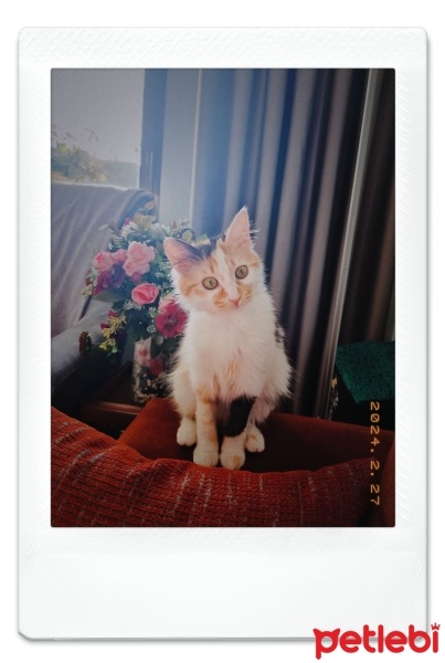 Tekir Kedi, Kedi  LIA fotoğrafı