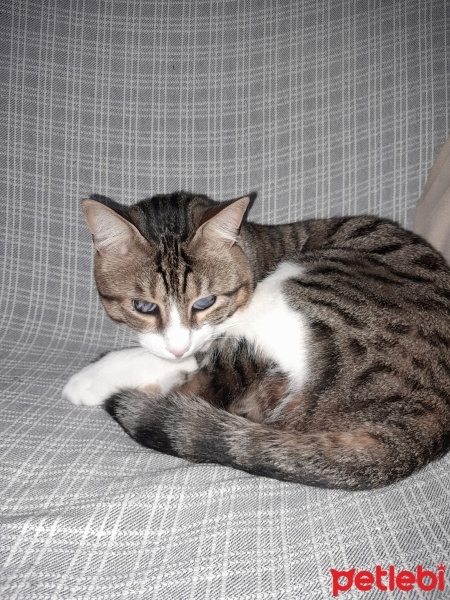 Tekir Kedi, Kedi  BAMBAM fotoğrafı